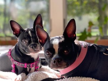 Two Boston Terriers wearing pink harnesses lying on a blanket indoors.