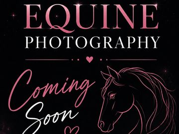Horse, equine photography