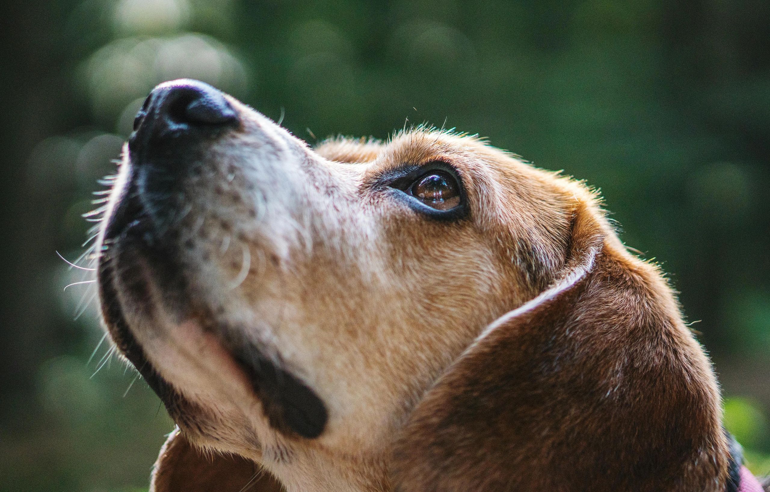 Southern AZ Beagle Rescue,Inc. - Beagles, Dogs, Rescue, Beagles, Dog