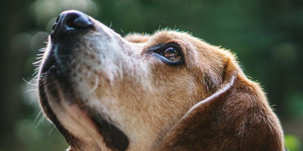 A curious Beagle looking up.