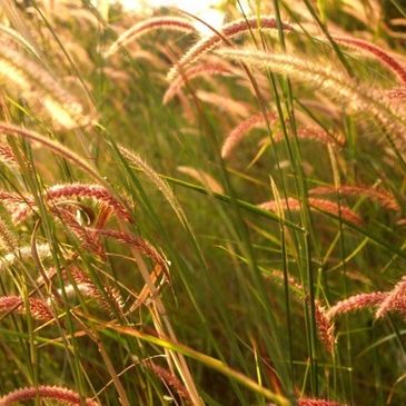 Golden sunlight illuminates pink-tinted grass heads in a field.