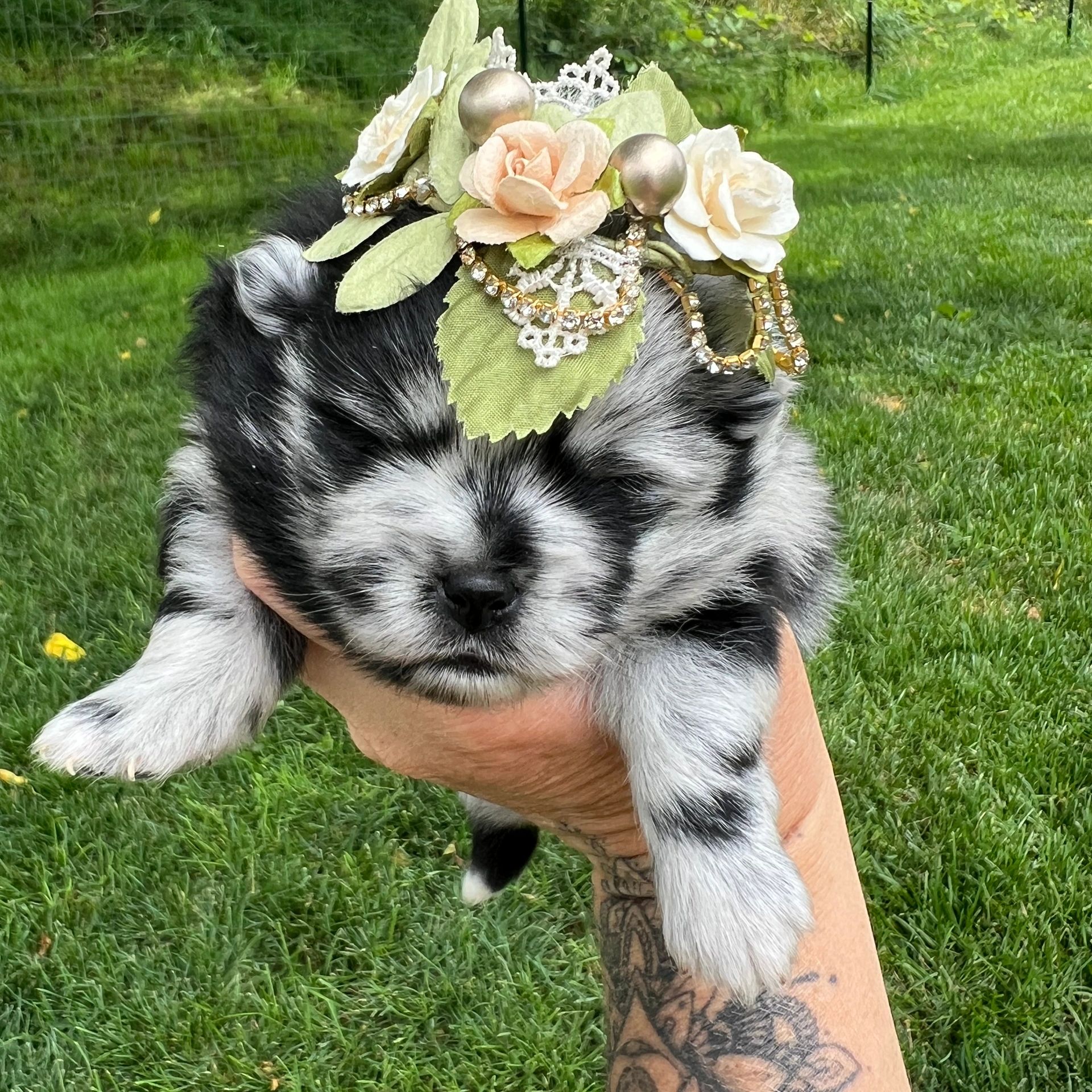 Sparkles
Black Merle on a white background with patches of grey and black. She is a female puppy Pom