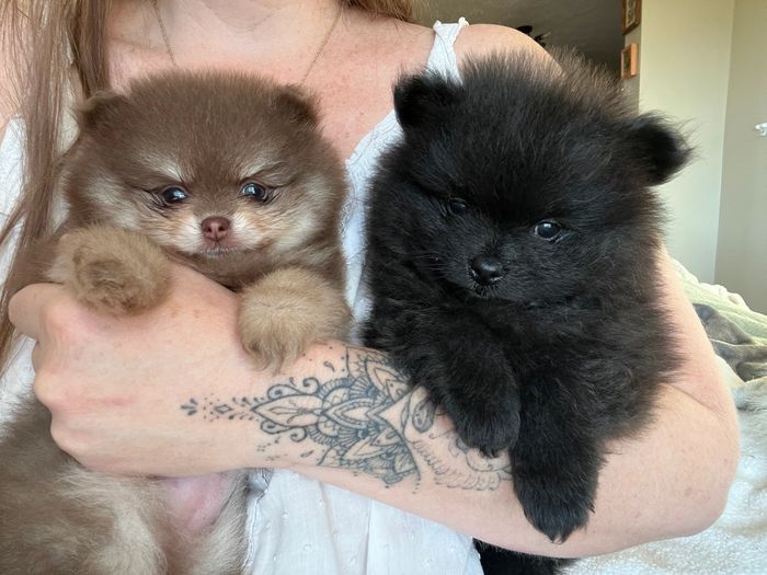 Two pomeranian puppies being held in arms of a woman. 