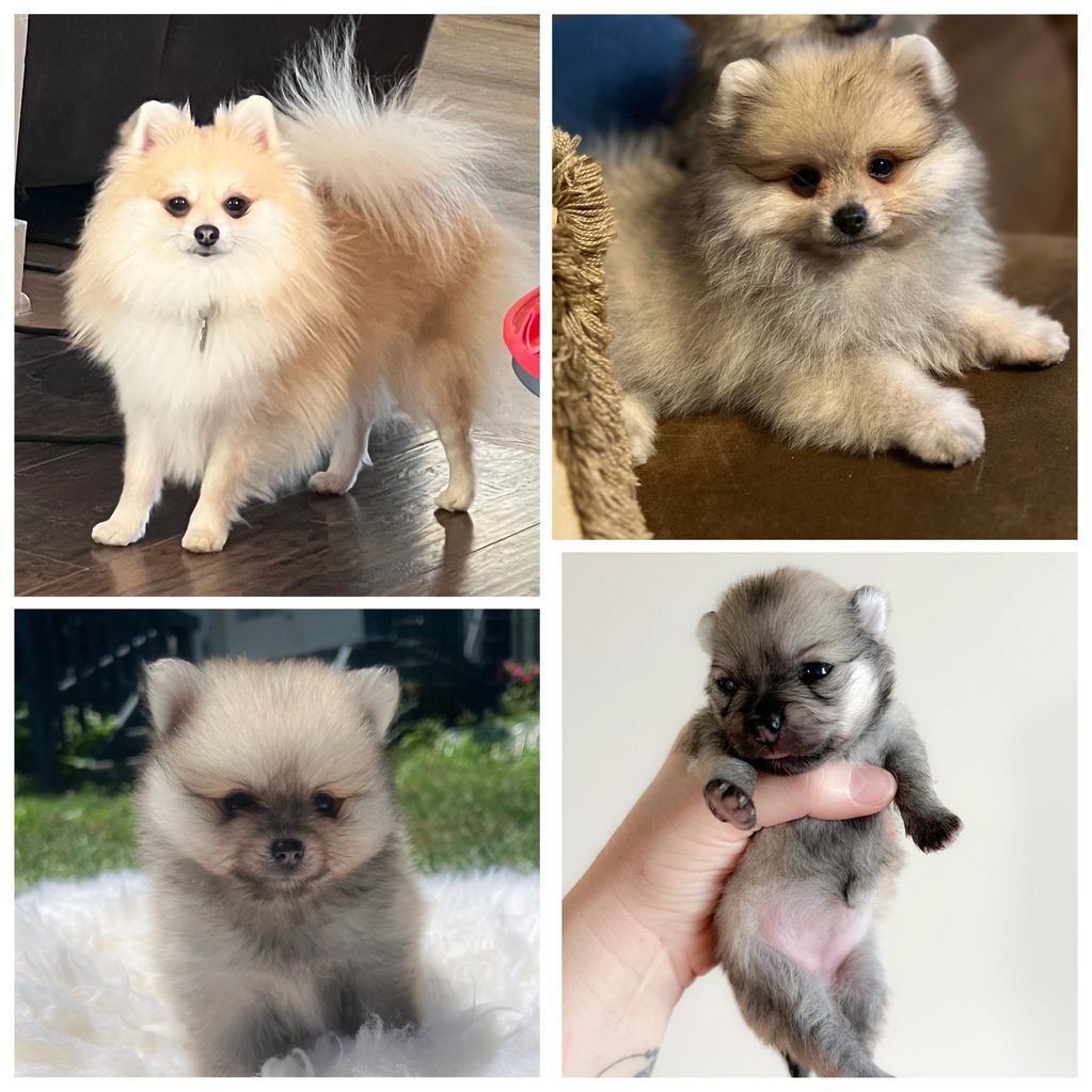 Collage of adorable fluffy Pomeranian dogs in various poses and ages.