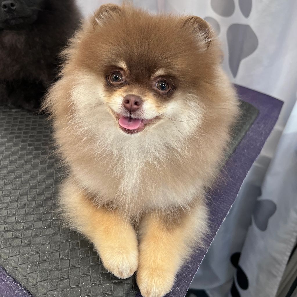 Chocolate and tan puppy sotting on a purple mat getting groomed