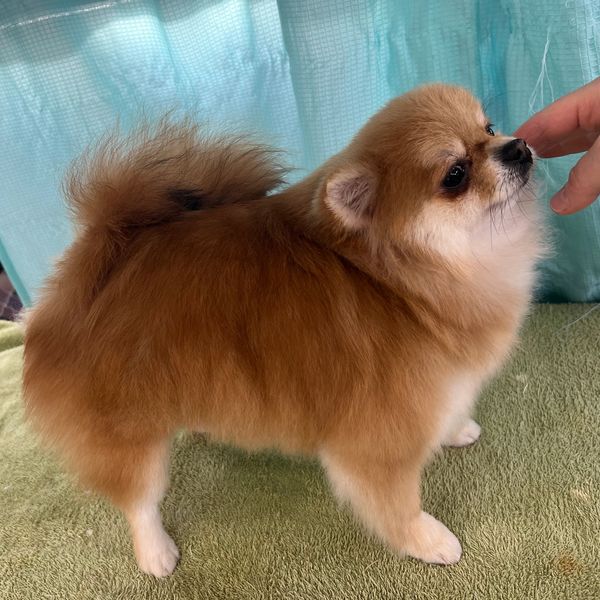 Phoebe is an orange female Pomeranian about 5.5lbs