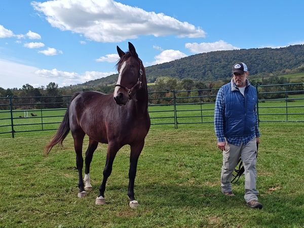 Man walking beside a horse in a grassy field.