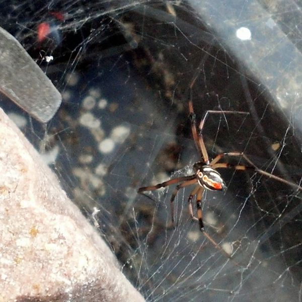 Male and Female Black Widows