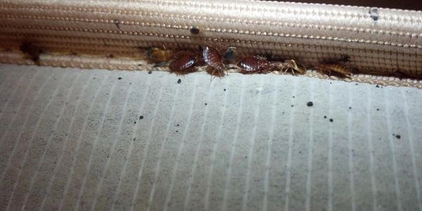 Bed Bugs on a mattress 