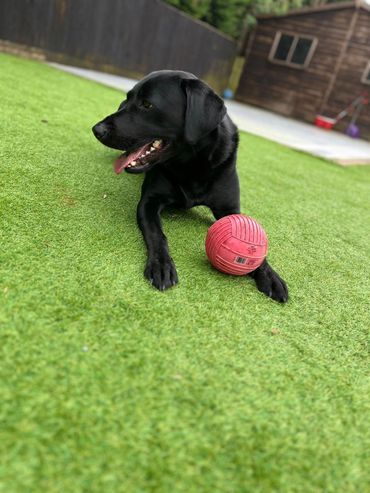 A black Labrador lying on grass with a red ball.
