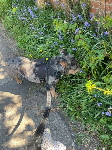 A dog wearing a harness sniffs purple flowers beside a brick wall on a sunny day.
