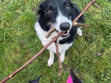 Black and white dog happily holding a large stick in its mouth on grass.