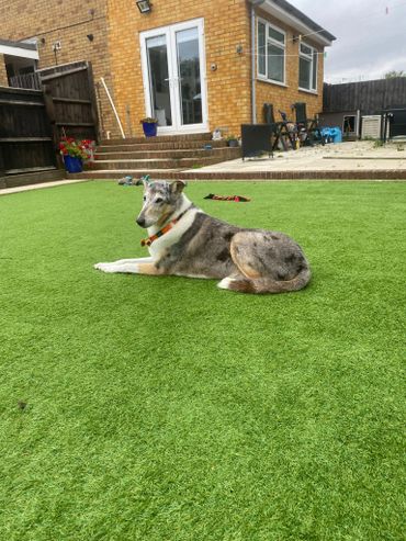 A dog lying on a green lawn in a backyard with a brick house in the background.
