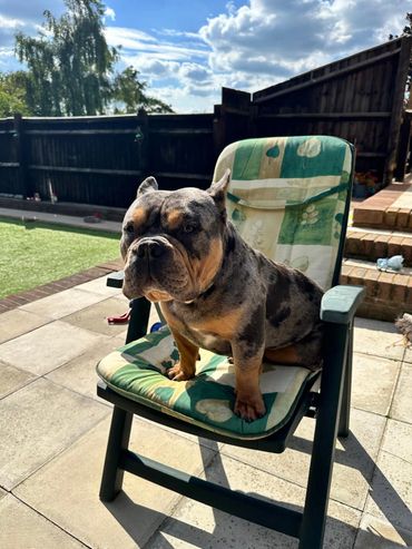 A brindle bulldog sitting on a cushioned garden chair outdoors.