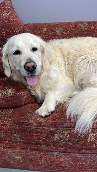 Golden retriever relaxing on a red patterned couch.