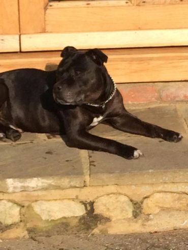 Black dog with a white patch resting on stone steps.