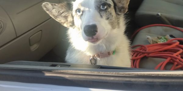 Mobile Dog Grooming Balwyn