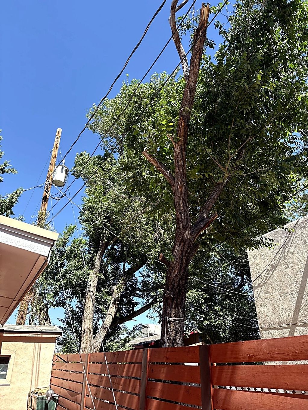 Broken tree behind a wooden fence with power lines overhead.
