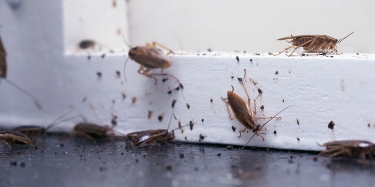 Cockroaches in Houston, Tx, Roaches, Pest Control, Pest Control Houston, Bugs, Bed Bugs, Wildlife 