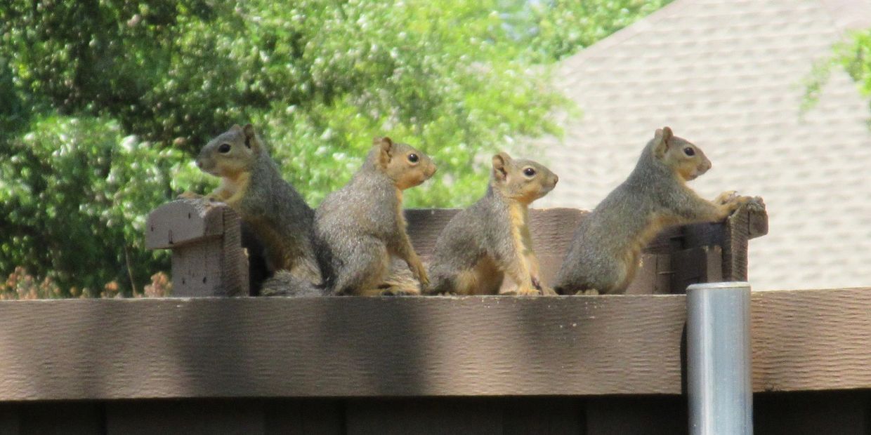 squirrels, wildlife removal, pest control houston, exclusion 