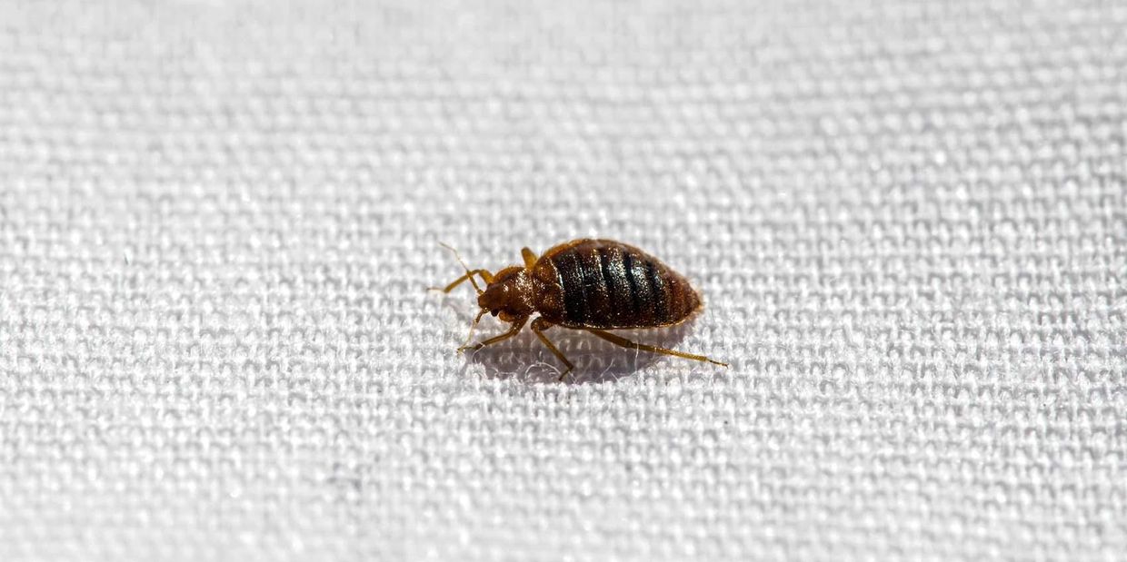 Bed Bugs, Houston TX, Pest Control, TX, Wildlife Removal, Termites
