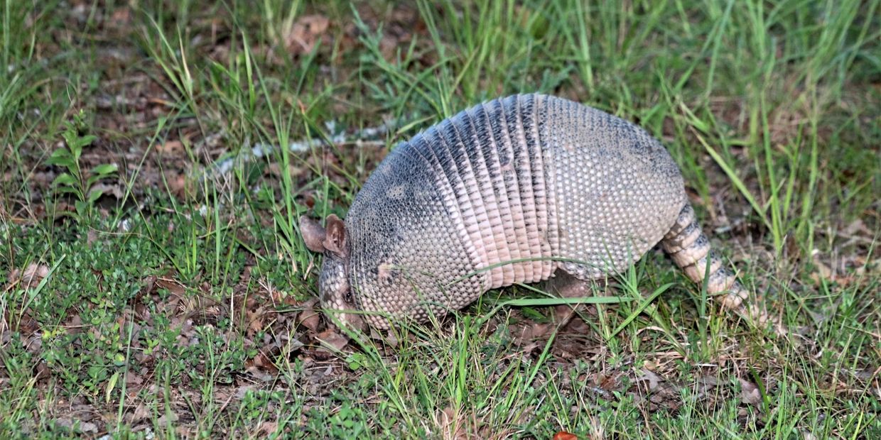 Pest Control, Houston, Wildlife Removal, Armadillo, Bugs, Termites, Houston Pest Control