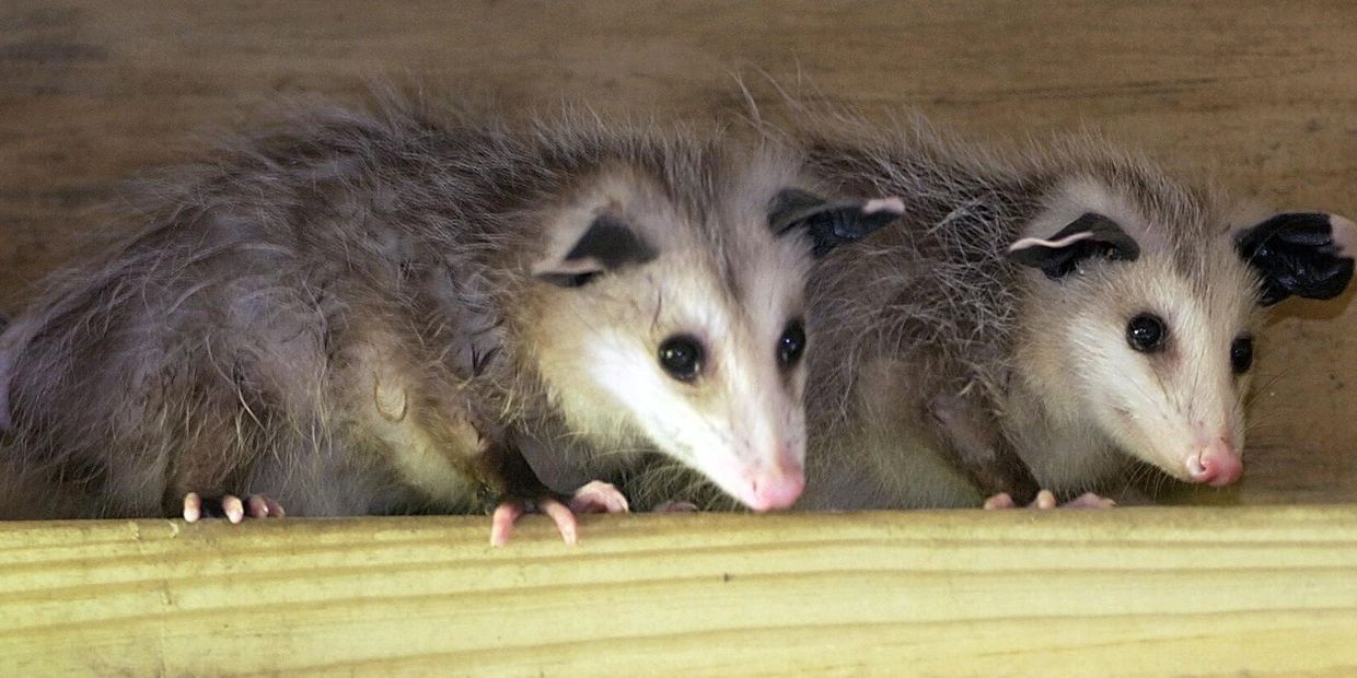 opossum, wildlife removal, pest control houston, exclusion 