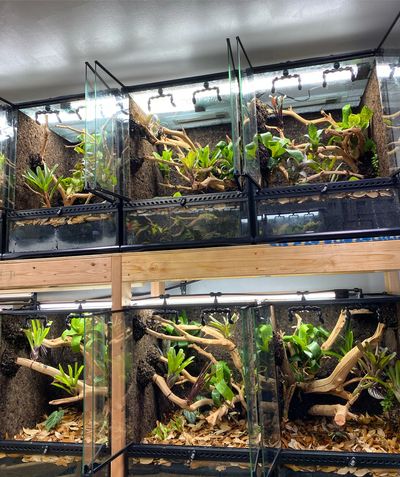 Dart Frog Breeder Tanks at Frog House Tropics