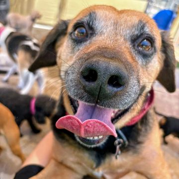 Close-up of a happy dog with its tongue out and other dogs in the background.
