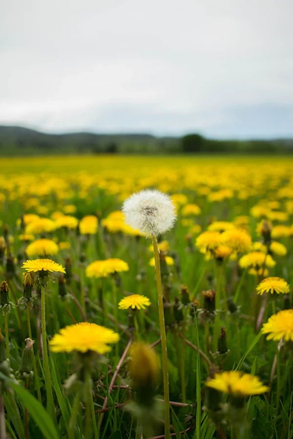 Dandelion Counseling