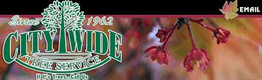 City Wide Tree Service
