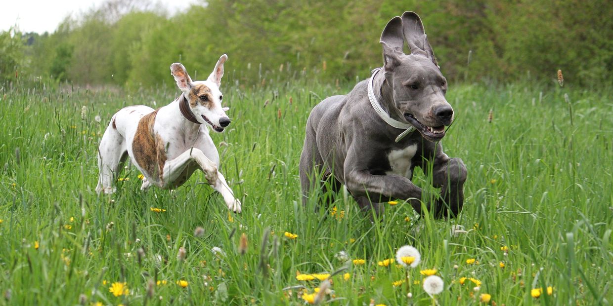 Dogs running off leash