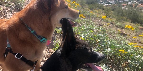Two dogs hiking a trail with wildflowers.