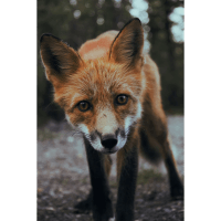 Opal Fox 1027