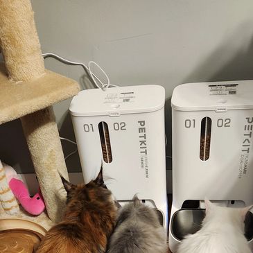 Our Maine Coon Cats, Ahsoka, Aspen, and Aurora reviewing great pet products
