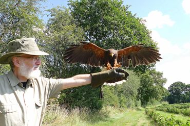 A man in a hat holds a hawk with outstretched wings on his gloved arm.