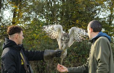 Two men interacting with a perched owl spreading its wings outdoors.