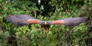 A hawk flying low with wings fully spread against a green forest backdrop.