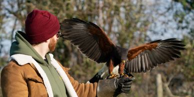 Man in winter clothes holding a bird of prey with outstretched wings.