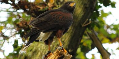 A hawk perched on a tree branch in a forest.