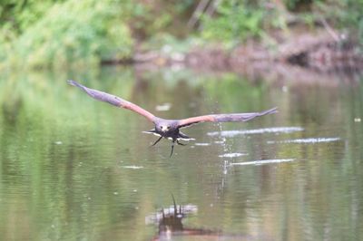 A bird flying low over a calm water surface with greenery in the background.