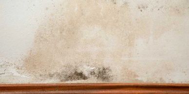 Close-up of a wall with mold and water damage above a wooden trim.