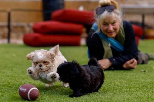 Two Shih Tzu puppies playing