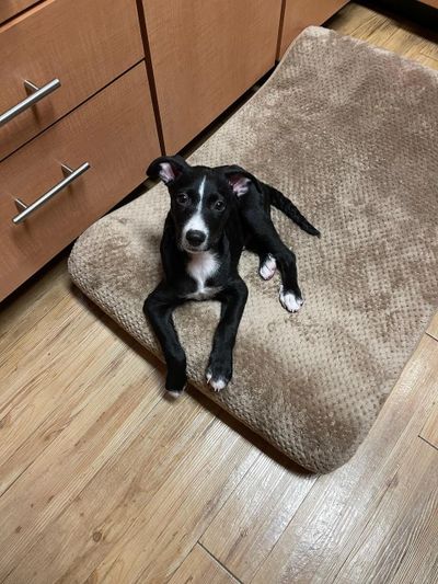 Black and white puppy lying on a brown dog bed on wooden floor.
