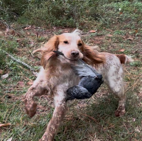 Dog carrying a bird in its mouth.