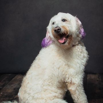 A white dog with purple ears