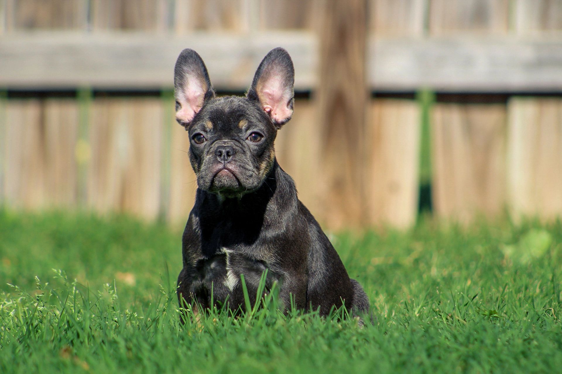 Blue & Tan Female

1500 Limited Rights
3000 Full Breeding Rights 