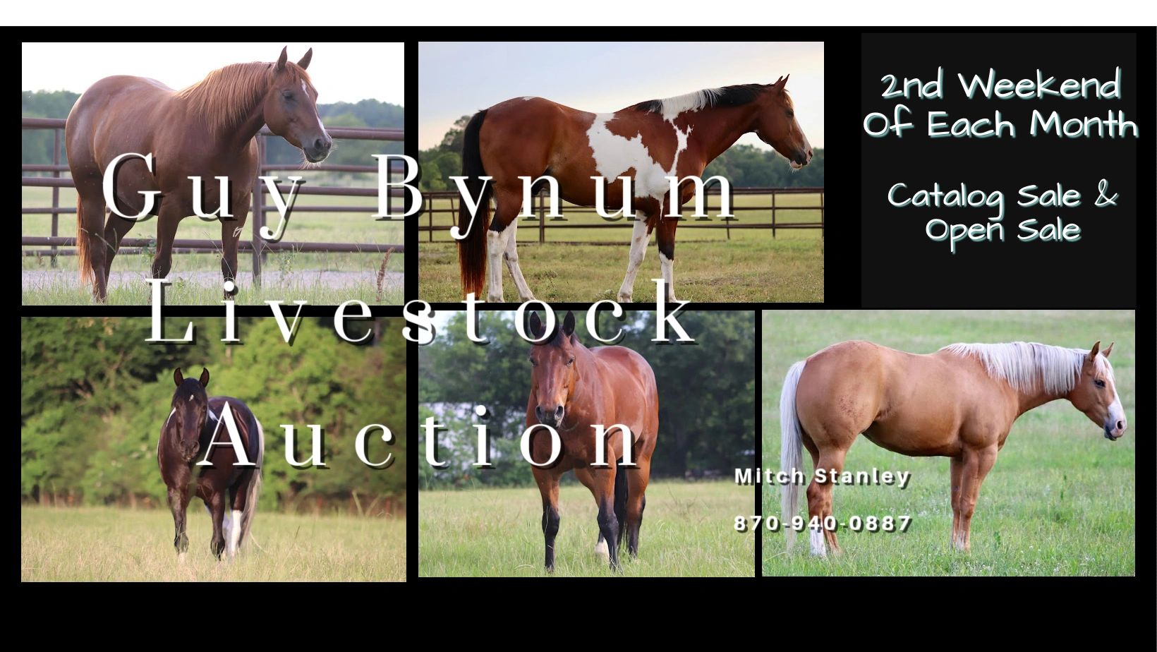 Guy Bynum Livestock Stanley Bros Auction, Horse Sale