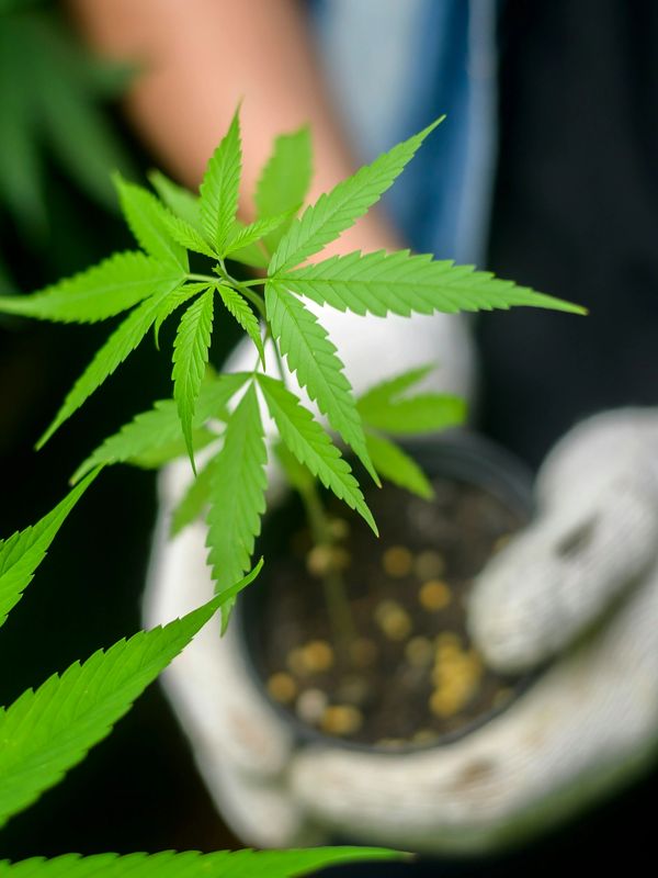 Medical Marijuana Program Tempe AZ