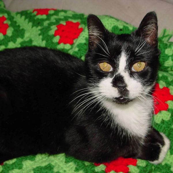 Handsome Tuxedo cat "Nutter" lying down.